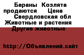 Бараны. Козлята продаются.  › Цена ­ 5 000 - Свердловская обл. Животные и растения » Другие животные   